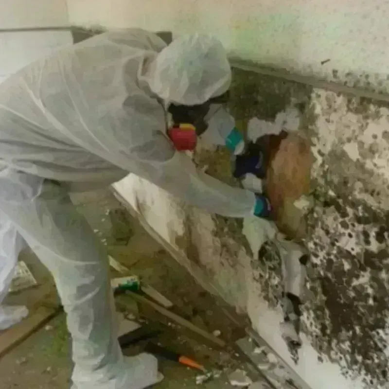 Mold Remediation and Removal in Cedarville, OH